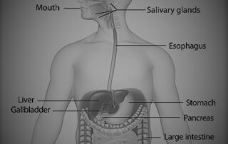 The Digestive System